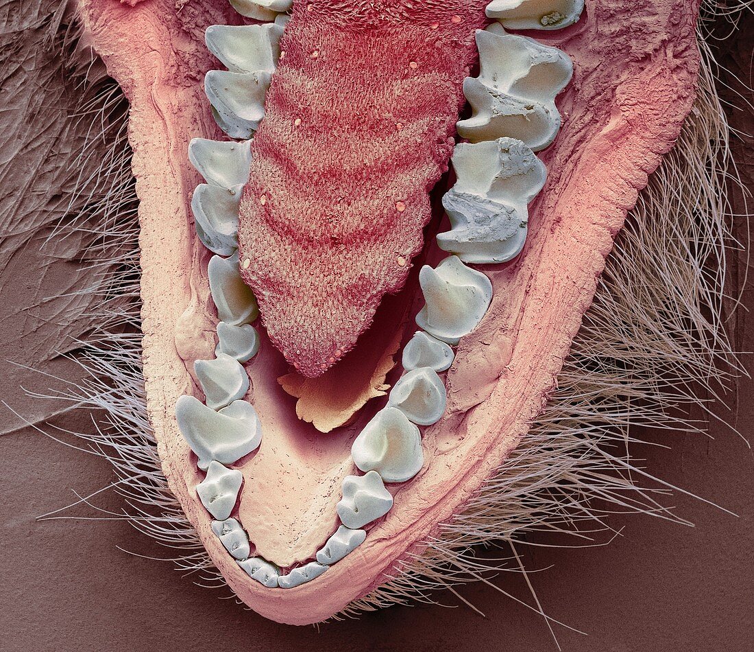 Pipistrelle bat lower jaw,SEM