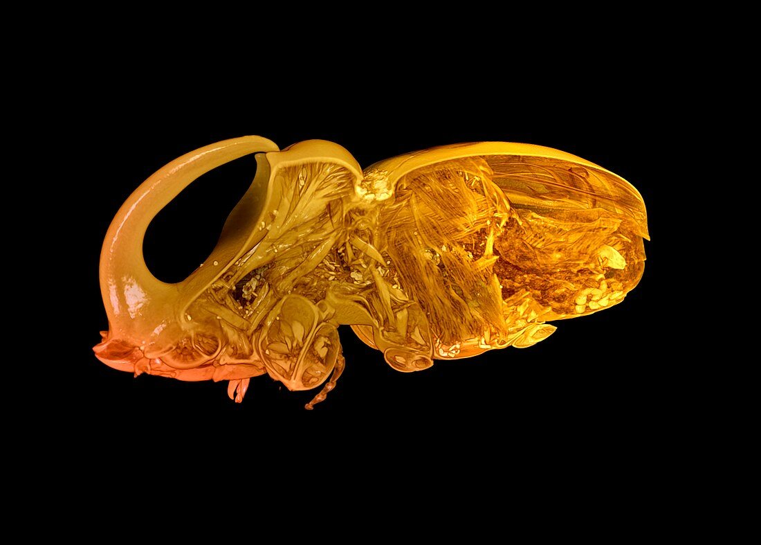 Rhinoceros beetle,micro-CT scan