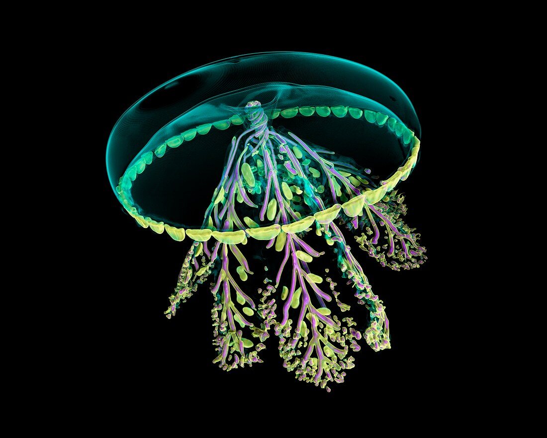 Glass jellyfish model,micro-CT scan