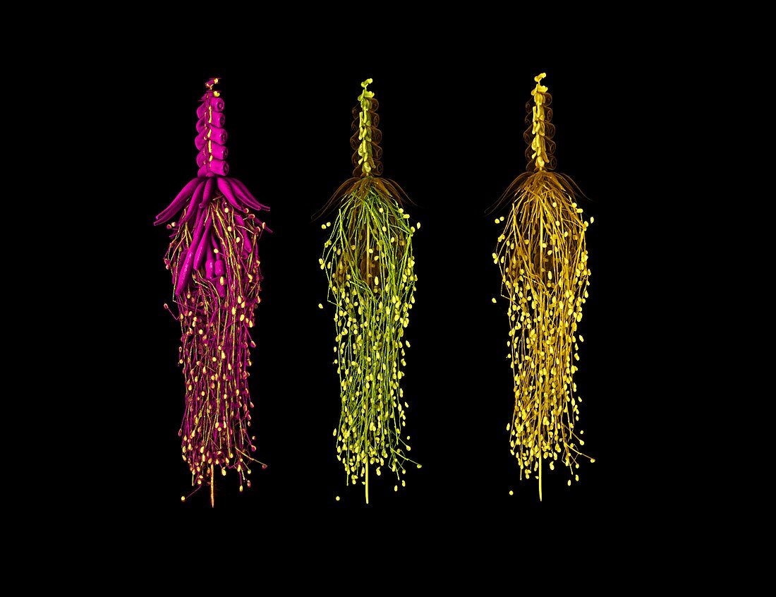 Glass Siphonophora,micro-CT scan
