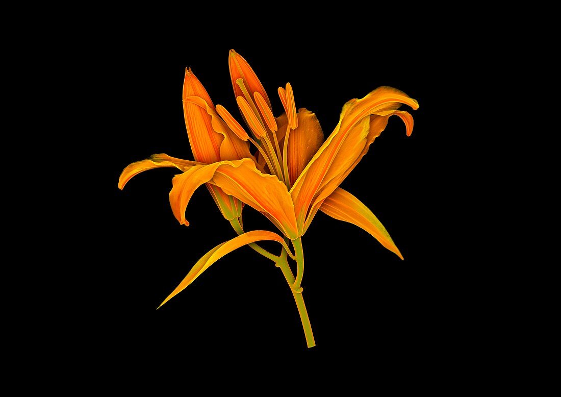 Lily flower,micro-CT scan