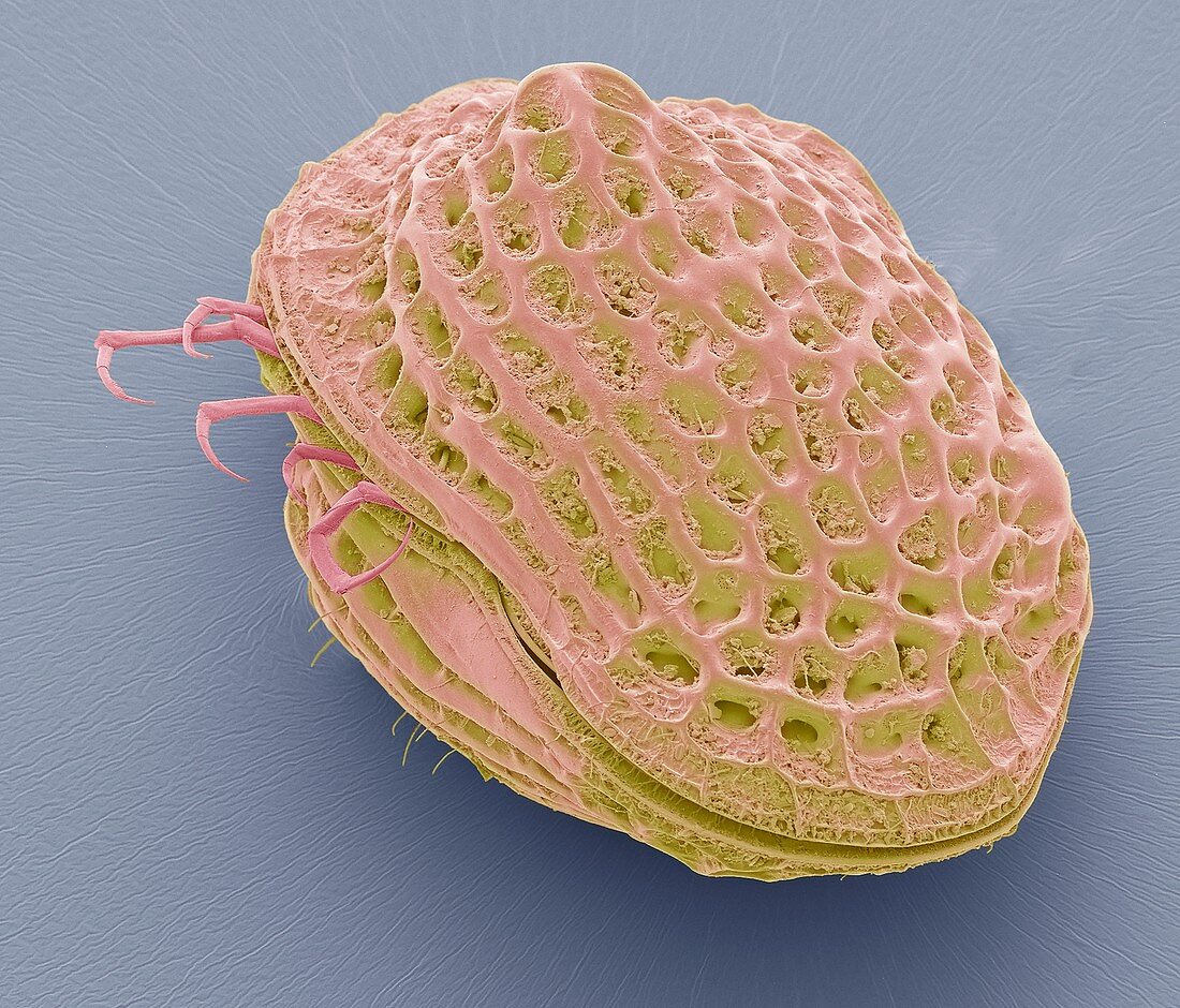 Marine copepod,SEM