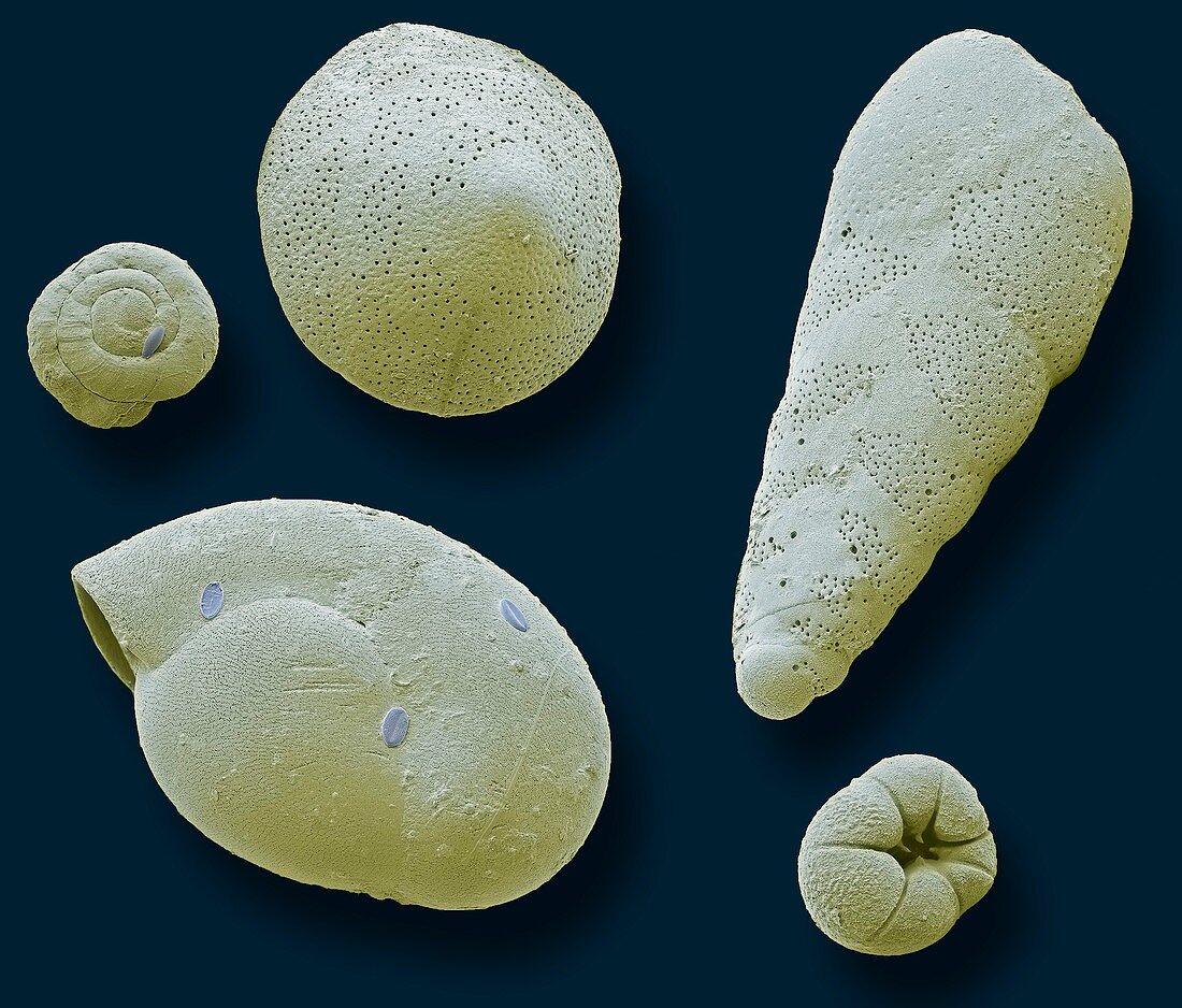 Foraminifera,SEM