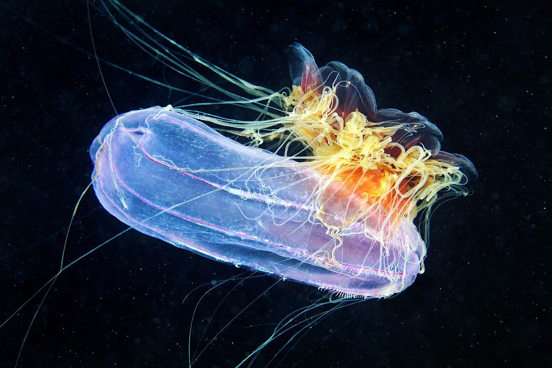 Jellyfish feeding