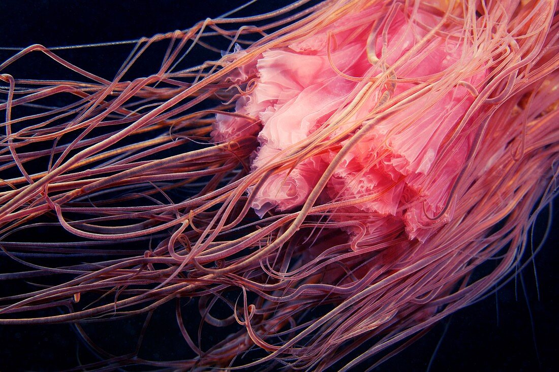 Lion's mane jellyfish tentacles