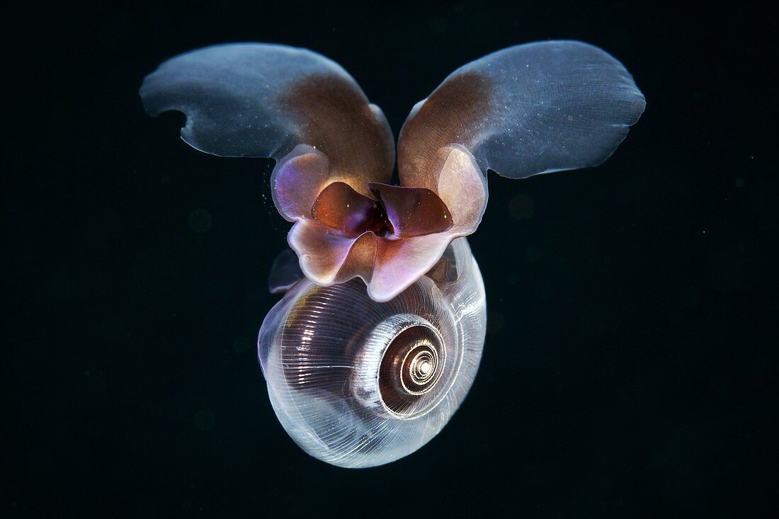 Sea butterfly