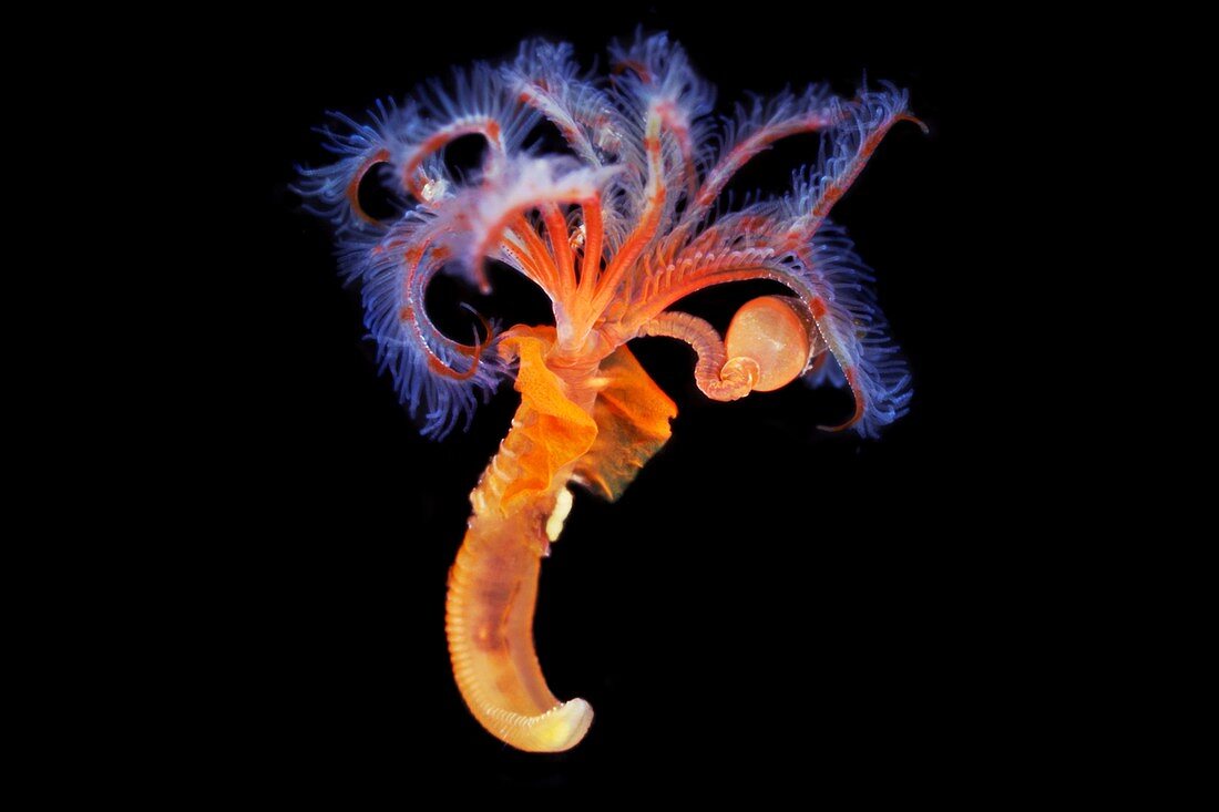 Marine worm