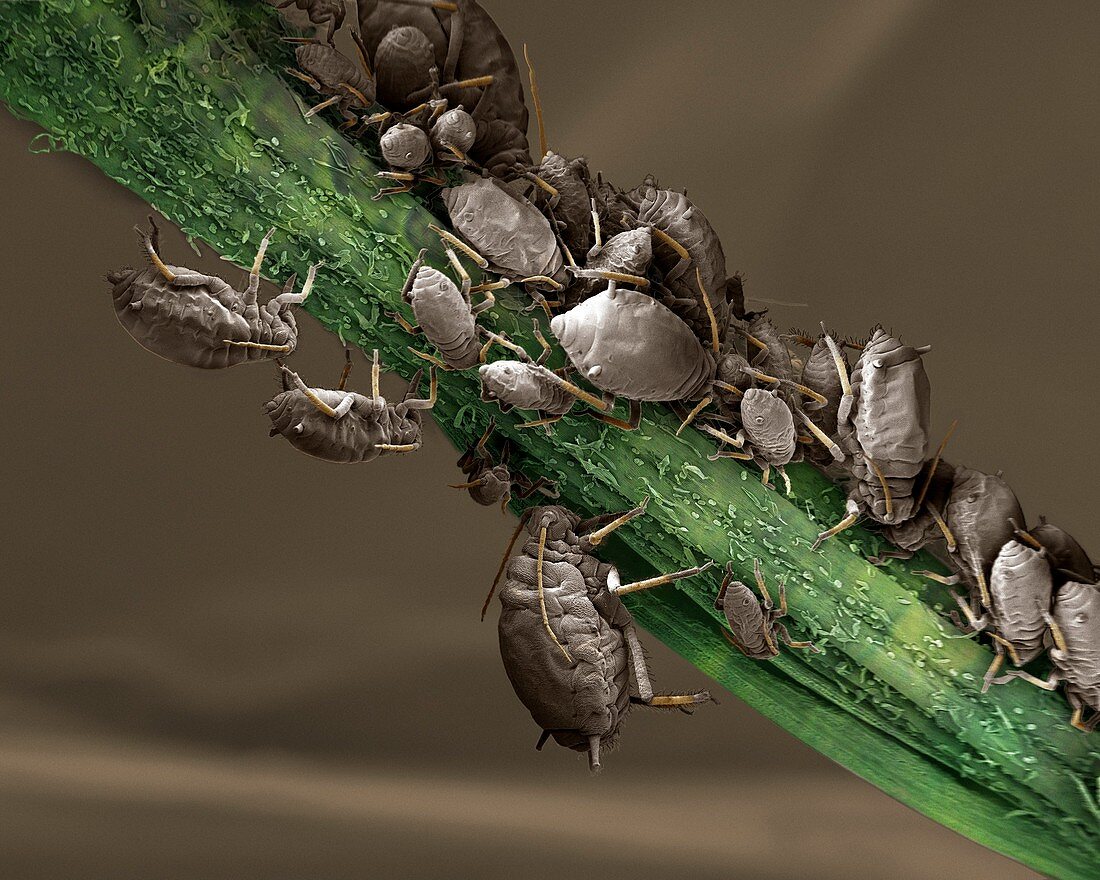 Black aphid colony,SEM