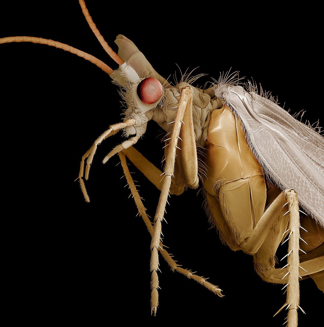 Caddisfly adult,SEM