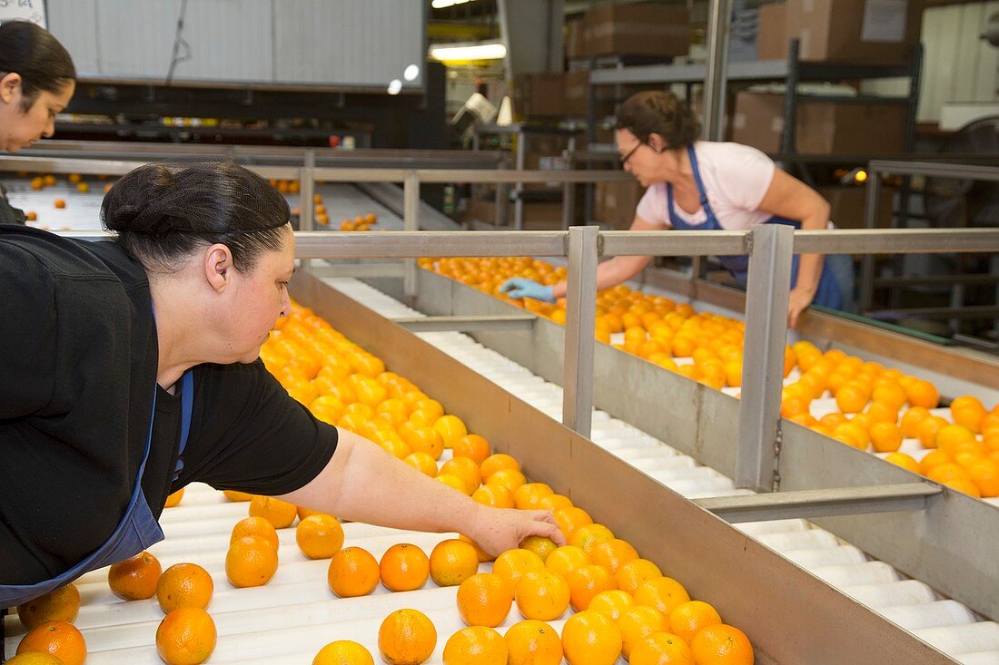 Orange farming,Florida,USA