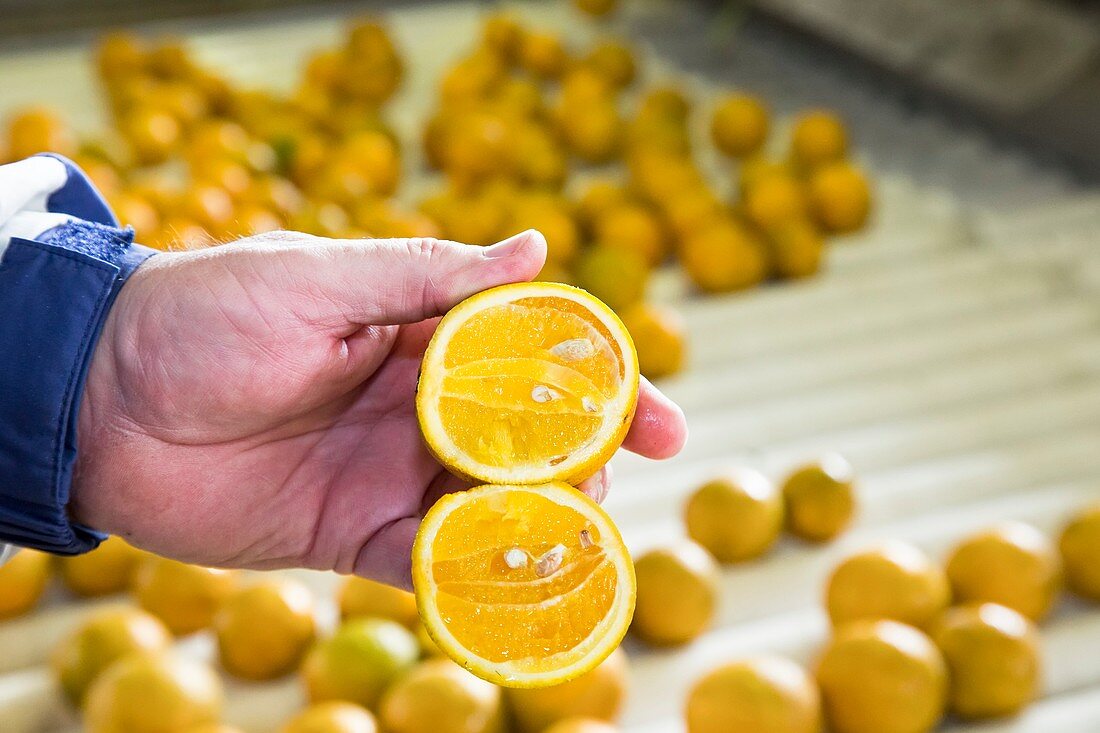 Orange farming,Florida,USA