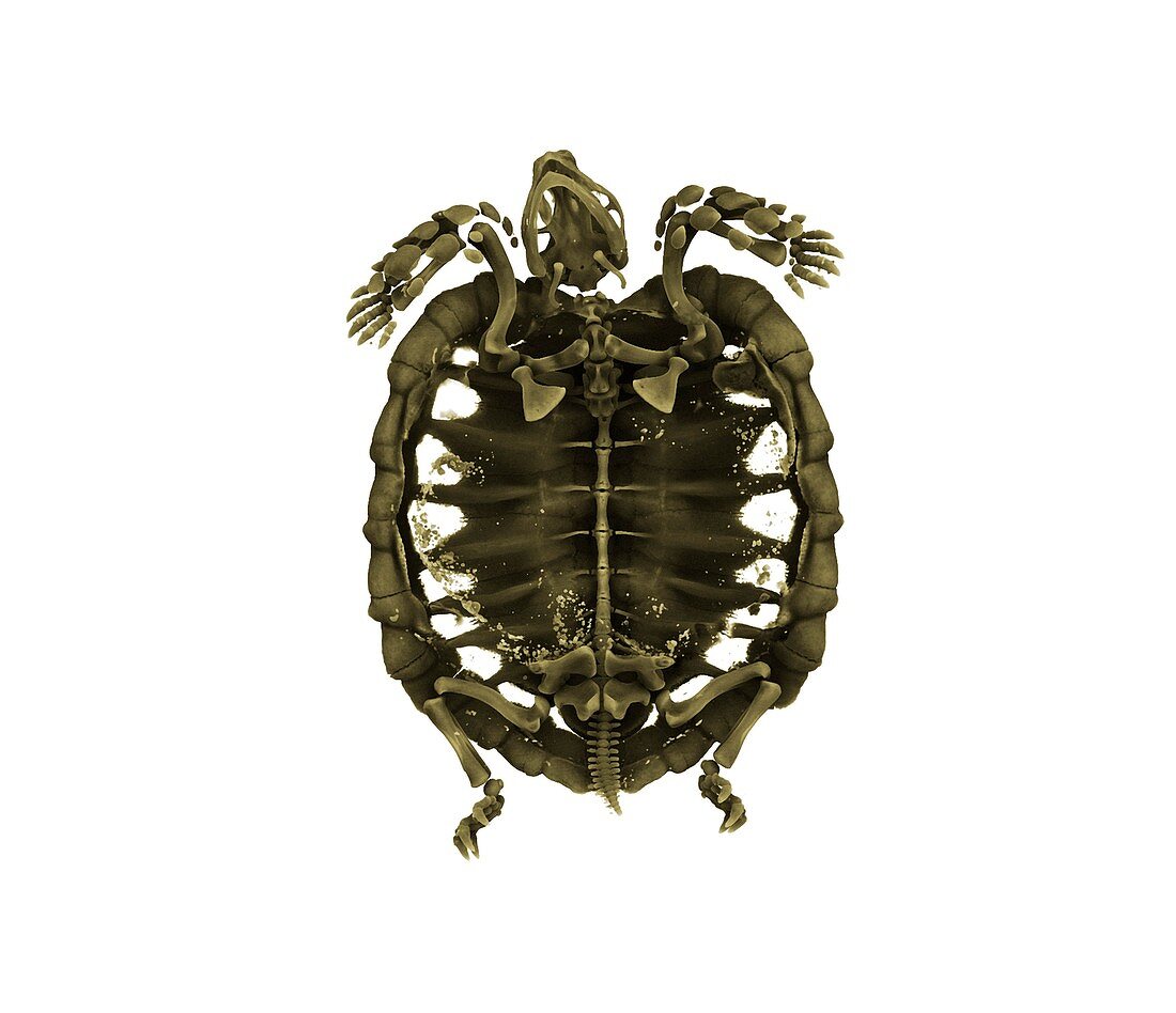 Tent tortoise,micro-CT scan