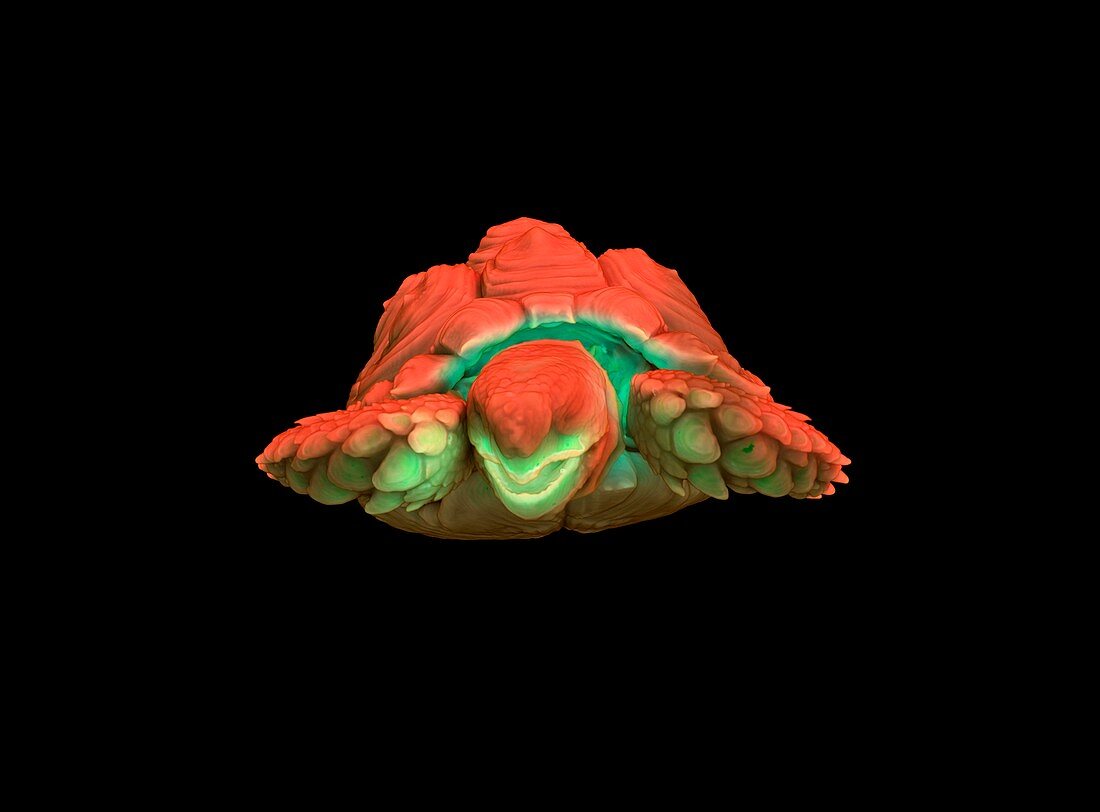 Tortoise,micro-CT scan