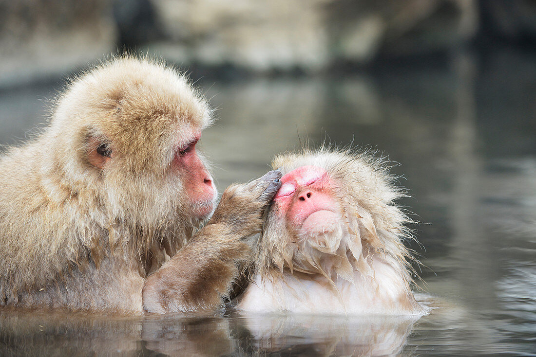 Japanese macaques grooming