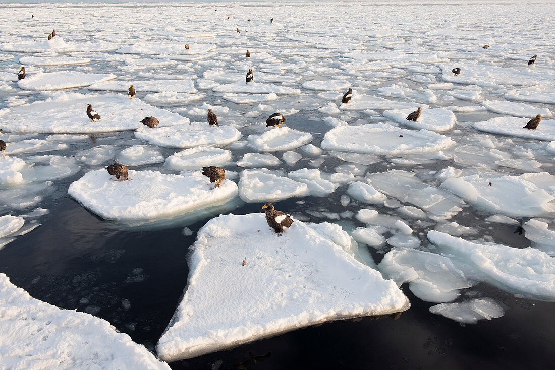 Steller's sea eagles on sea ice