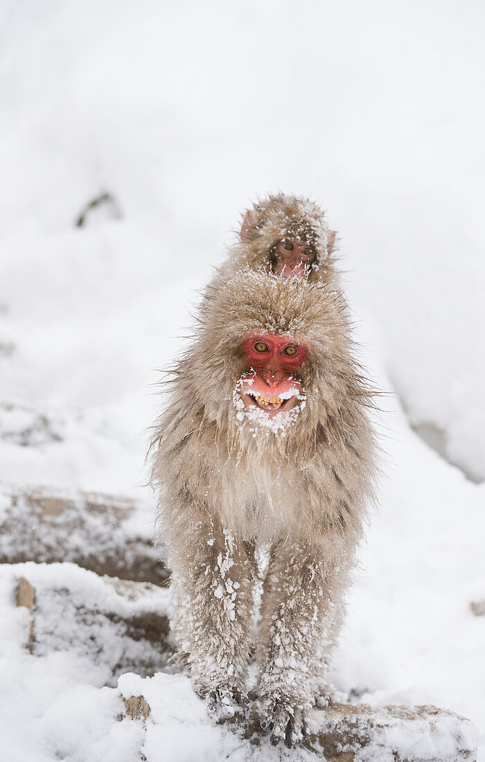 Japanese macaque carrying young