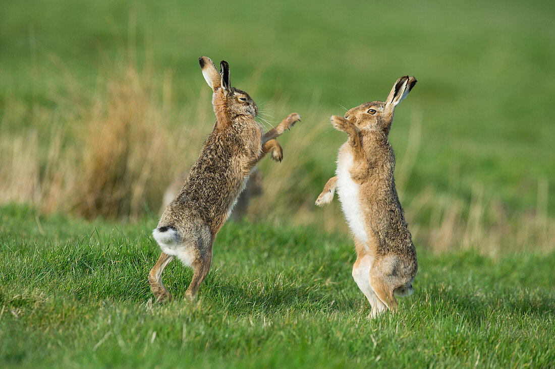 European hares in March