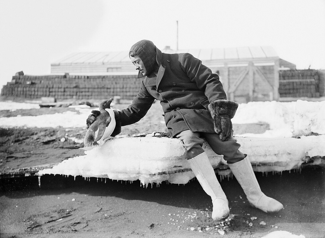 Penguin with an Antarctic explorer,1911
