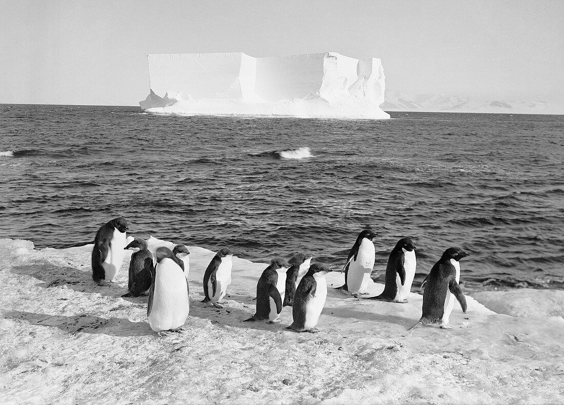 Antarctic penguins and iceberg,1911