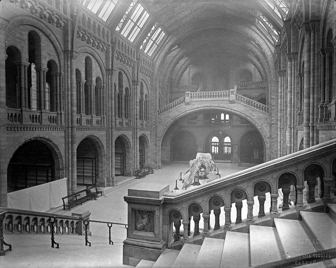 The Natural History Museum,1882