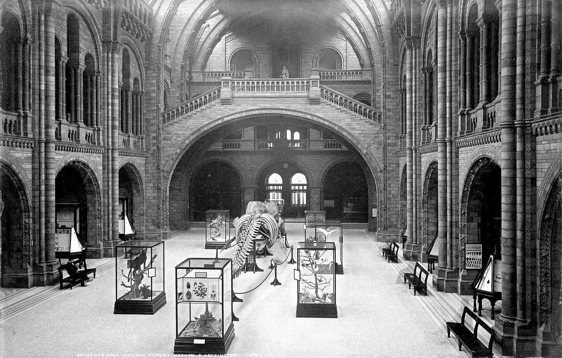 The Natural History Museum,1902