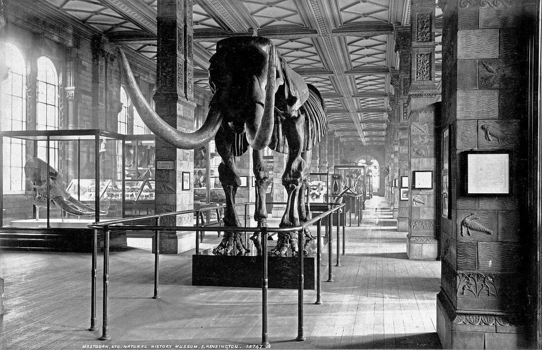 The Natural History Museum,1892