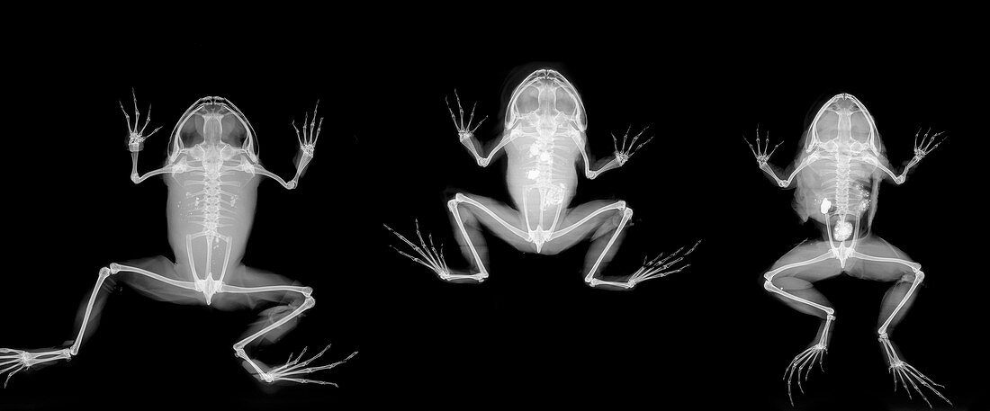 Nyctibatrachus major frogs