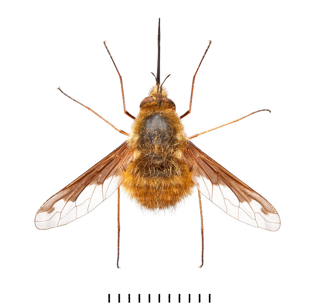 Large Bee Fly