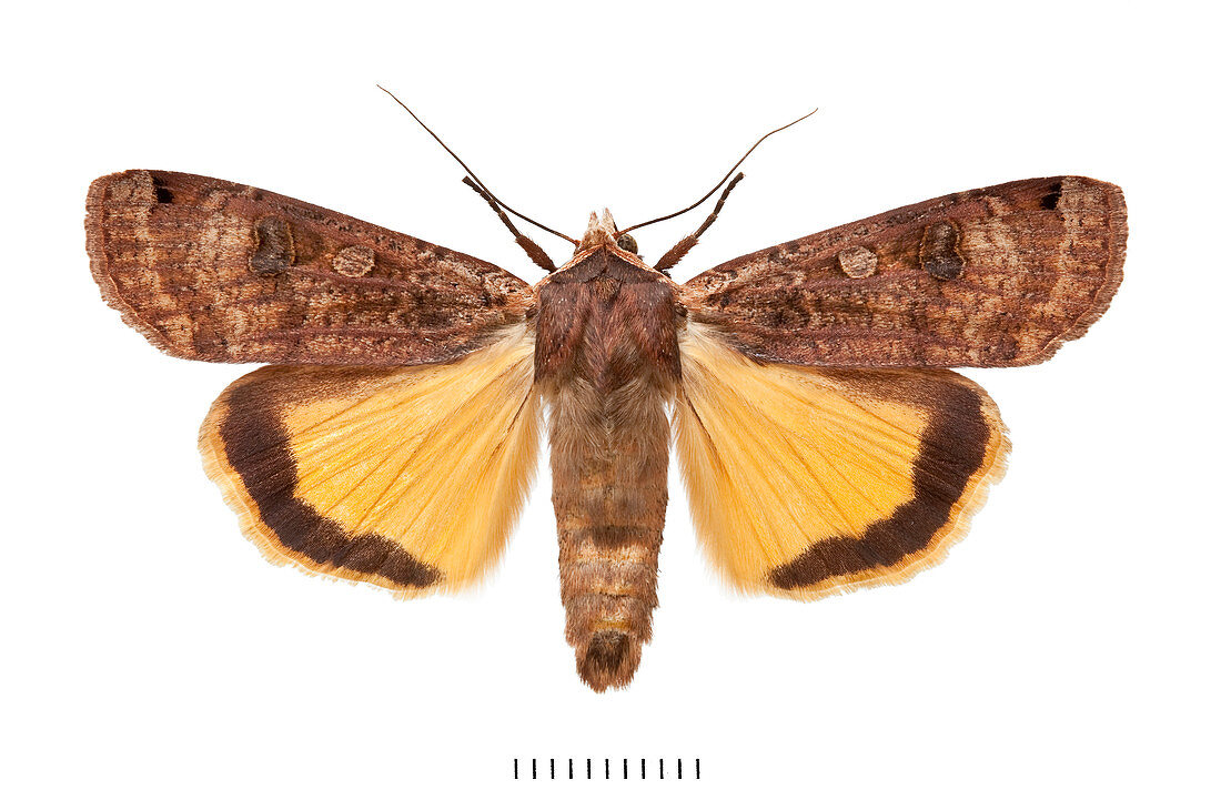 Large Yellow Underwing