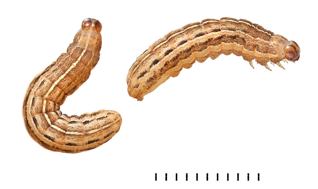 Square-spot Rustic moth larvae