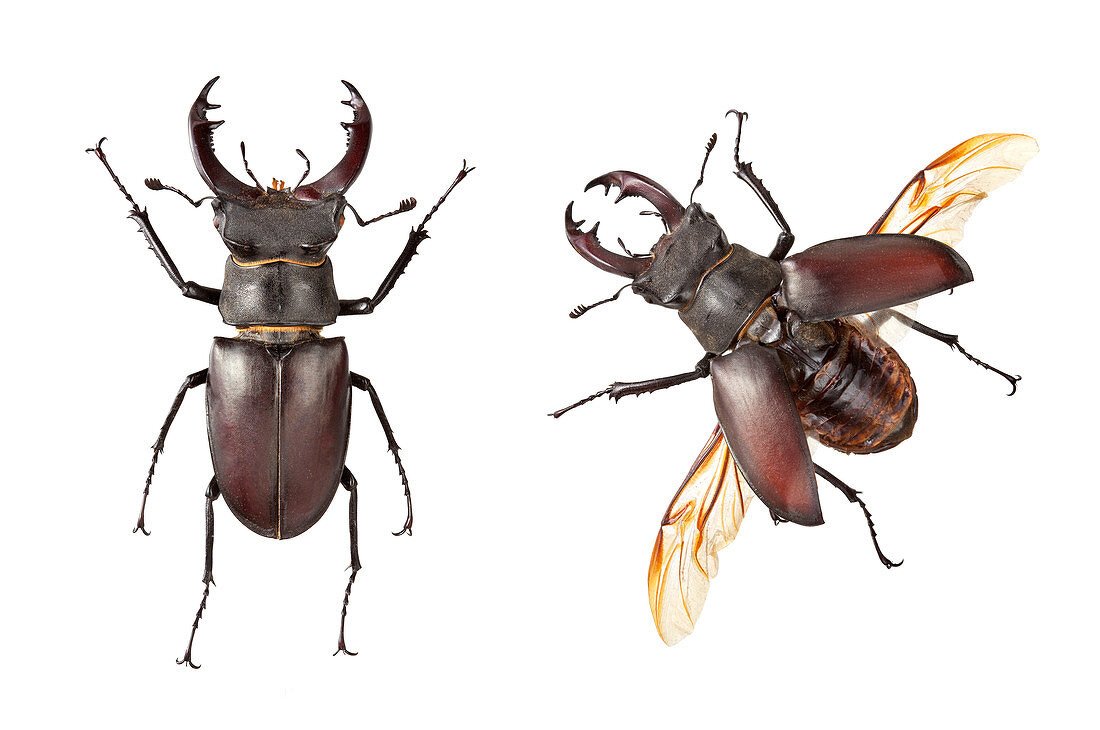 Stag Beetle male