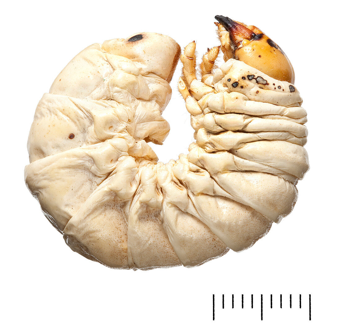 Stag Beetle larva