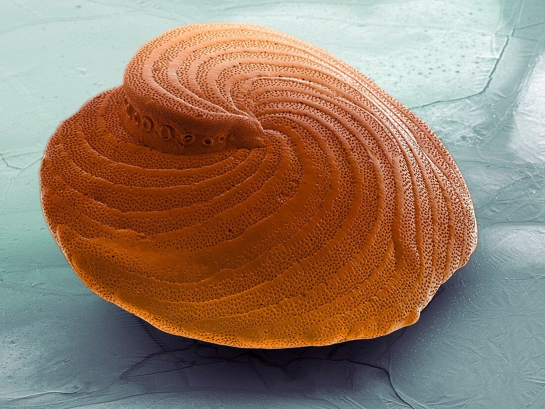 Foraminiferan shell,SEM