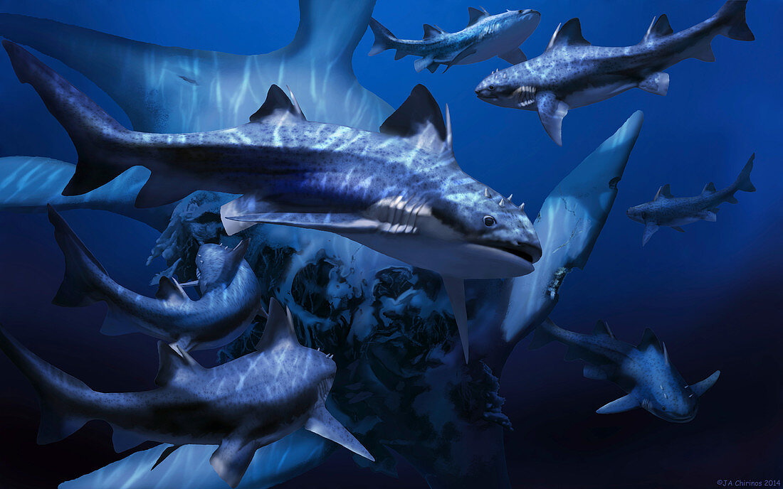 Hybodus fraasi shark,artwork