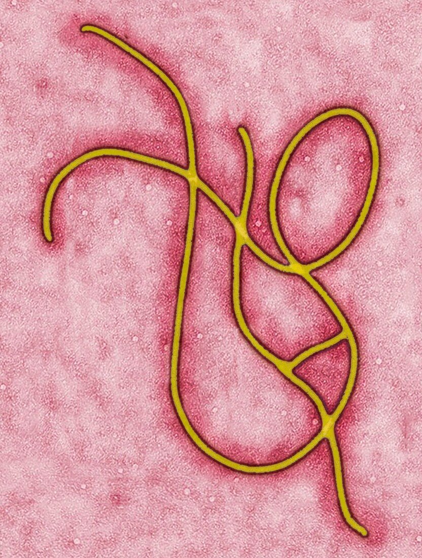 Ebola virus artwork