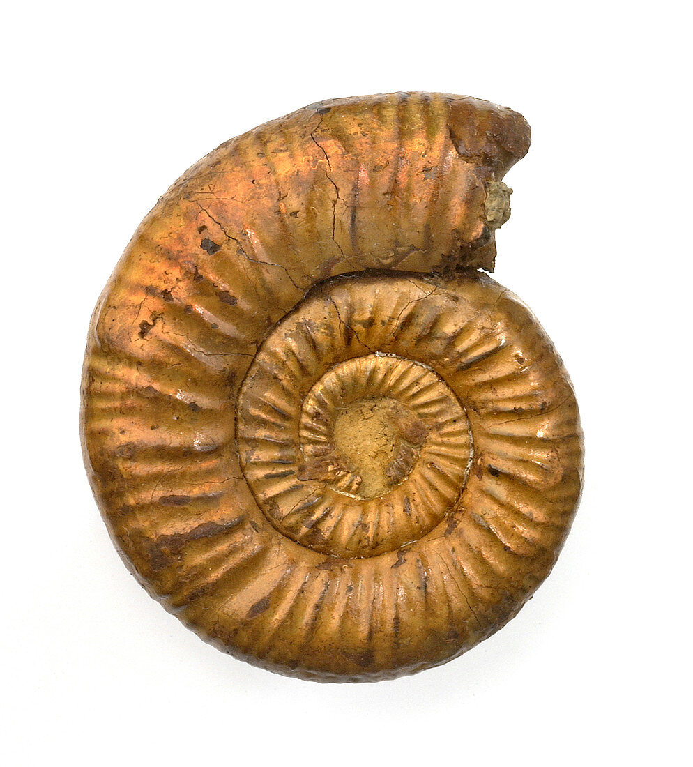 Perisphinctes,ammonite