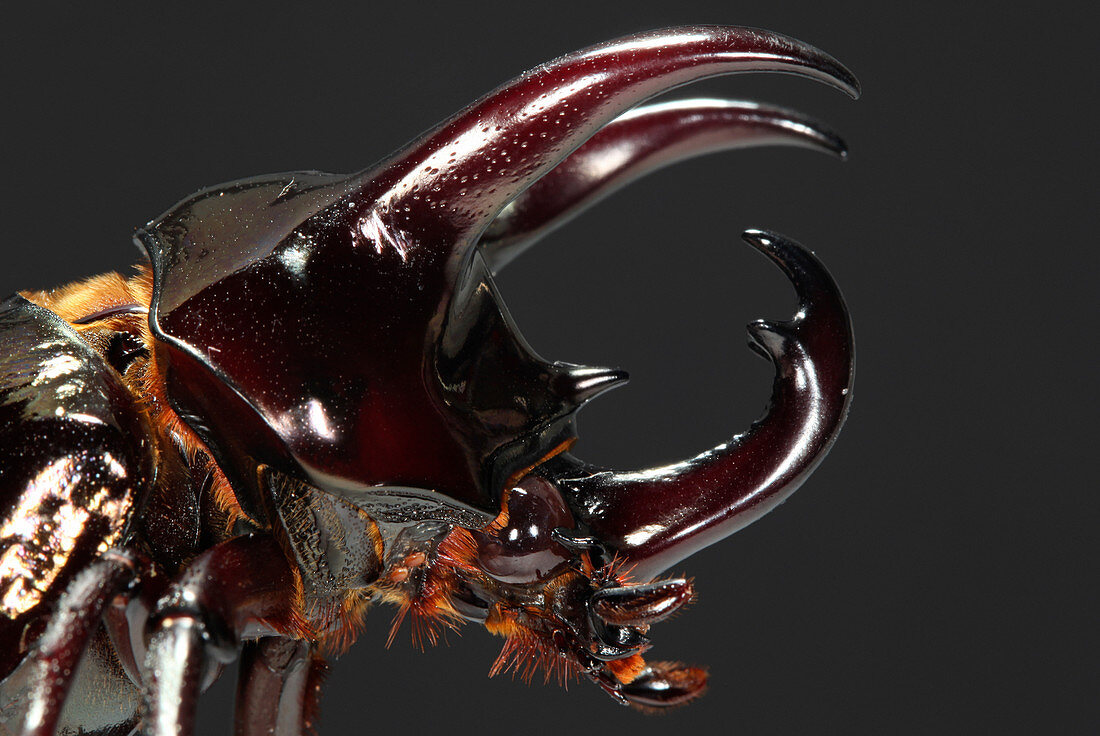 Caucasus beetle head