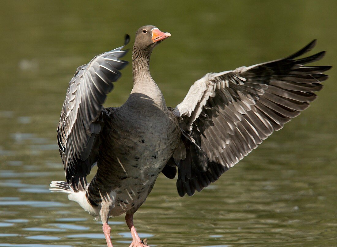 Greylag goose flapping its wings