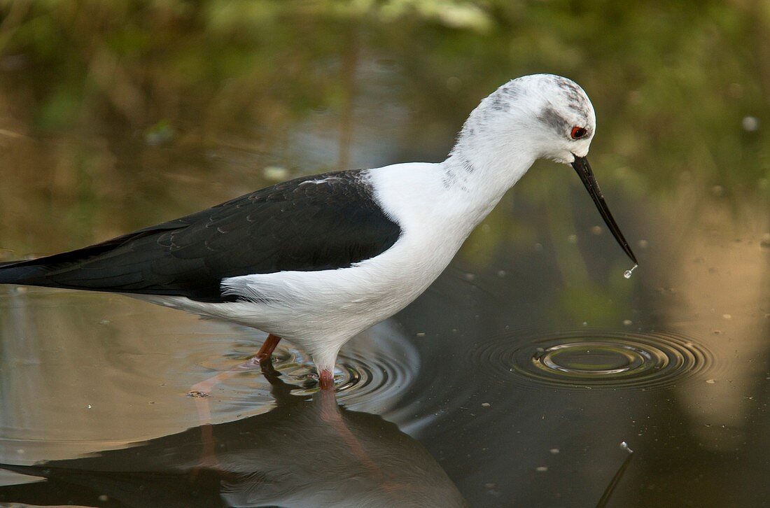 Black-winged stilt feeding in water