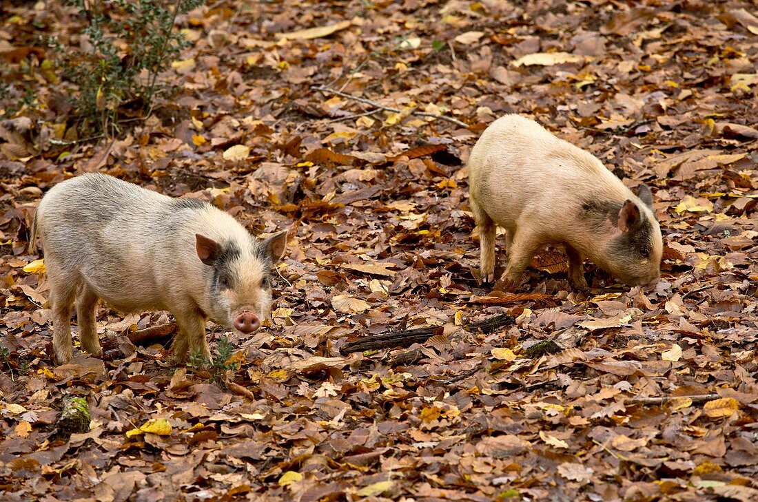 Pigs foraging