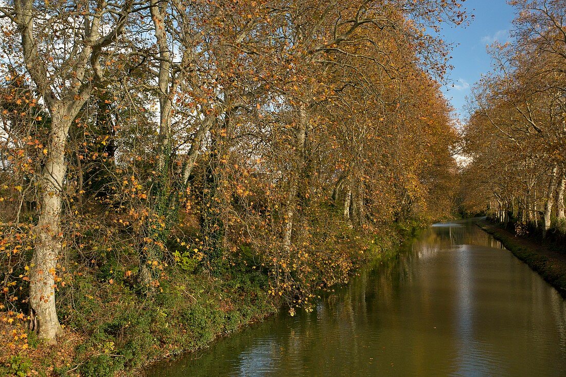 Canal du Midi and plane trees,France