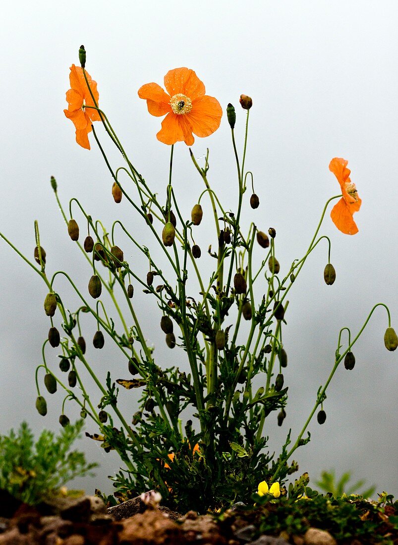 Orange poppy (Papaver fugax) in flower