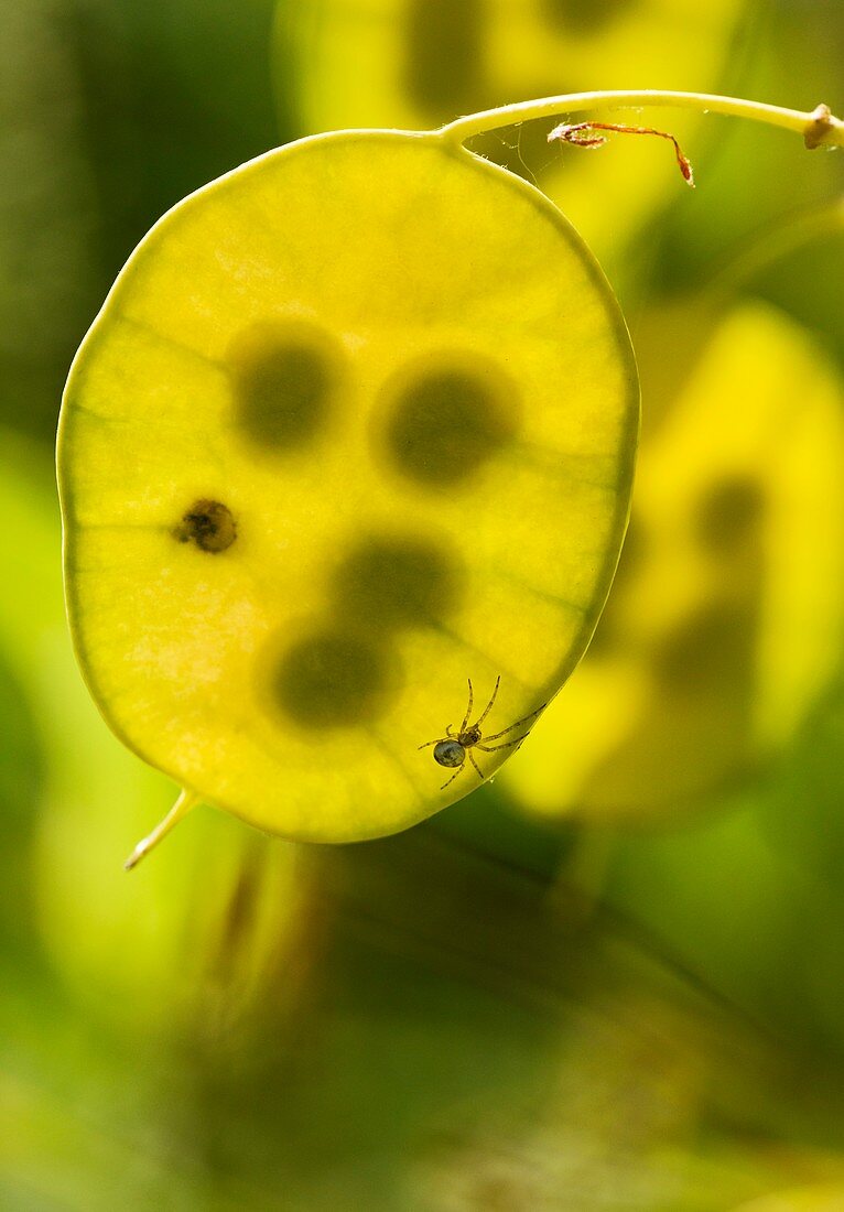 Honesty (Lunaria annua) seedhead