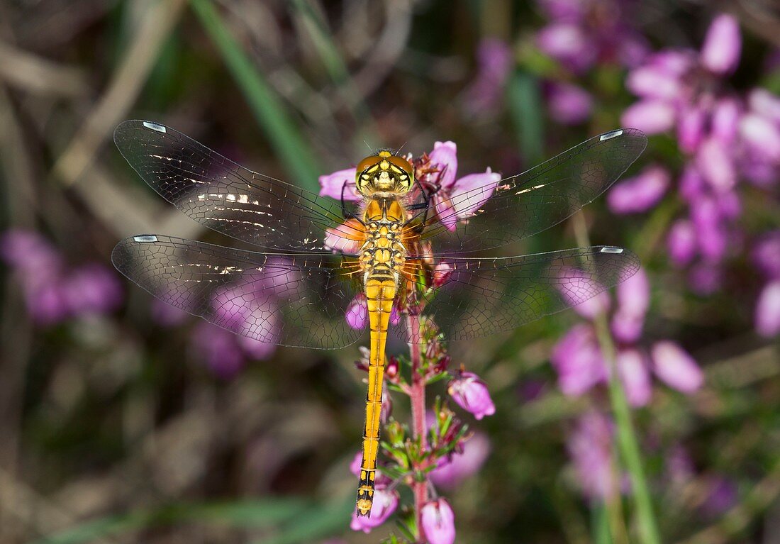 Black darter dragonfly