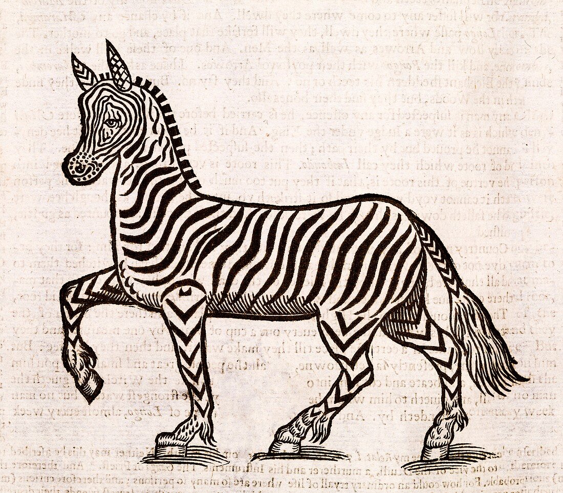 Zebra,17th century