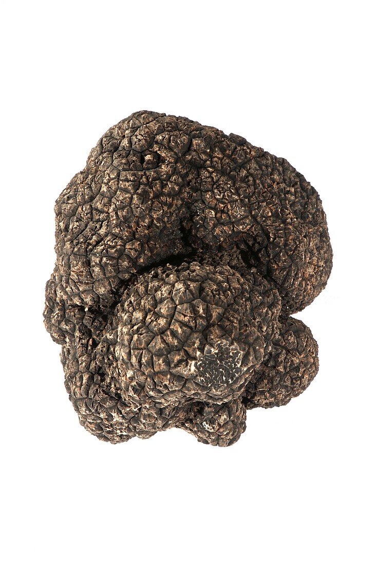 Black Perigord truffle