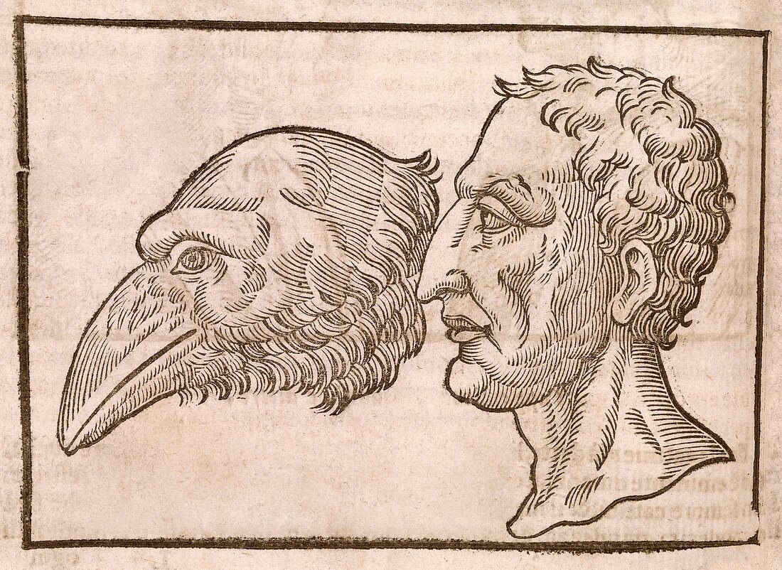Man and crow's head,17th century