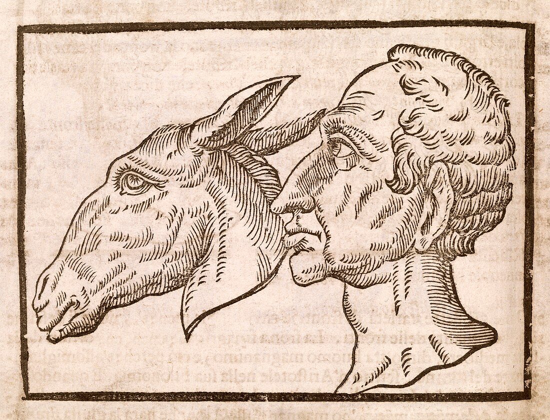Man and ass's head,17th century