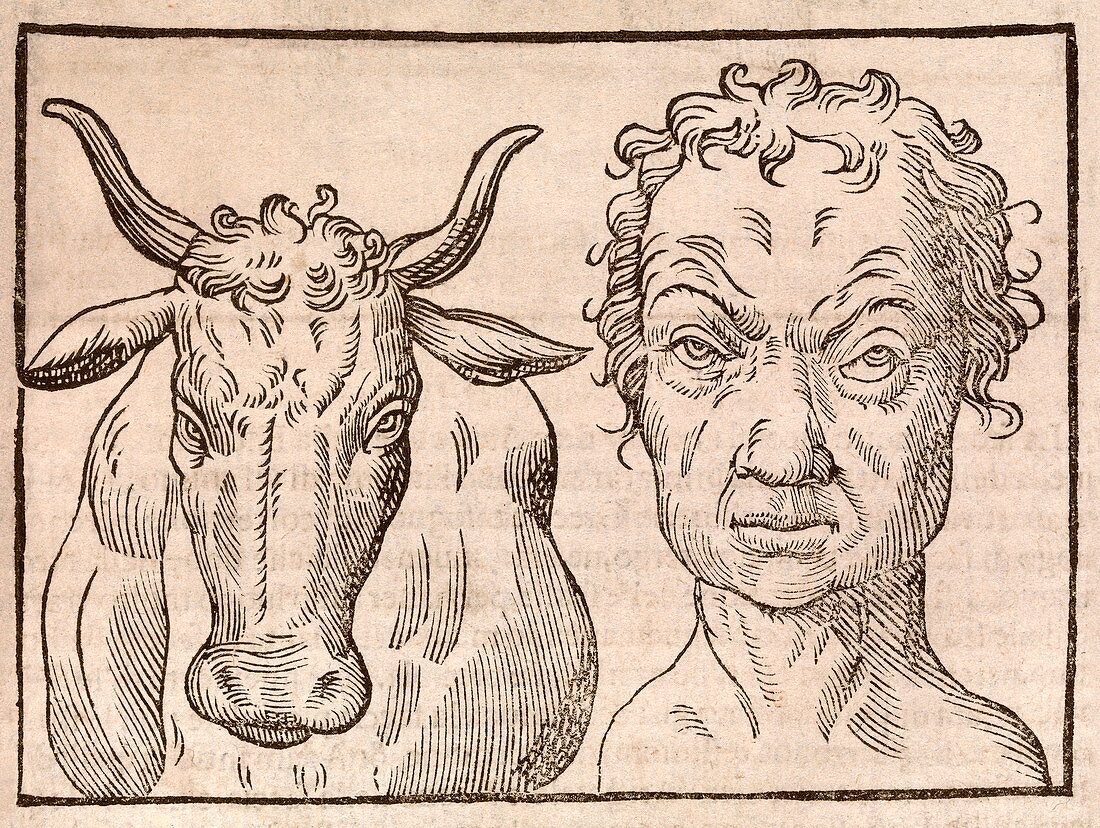 Man and bull's head,17th century