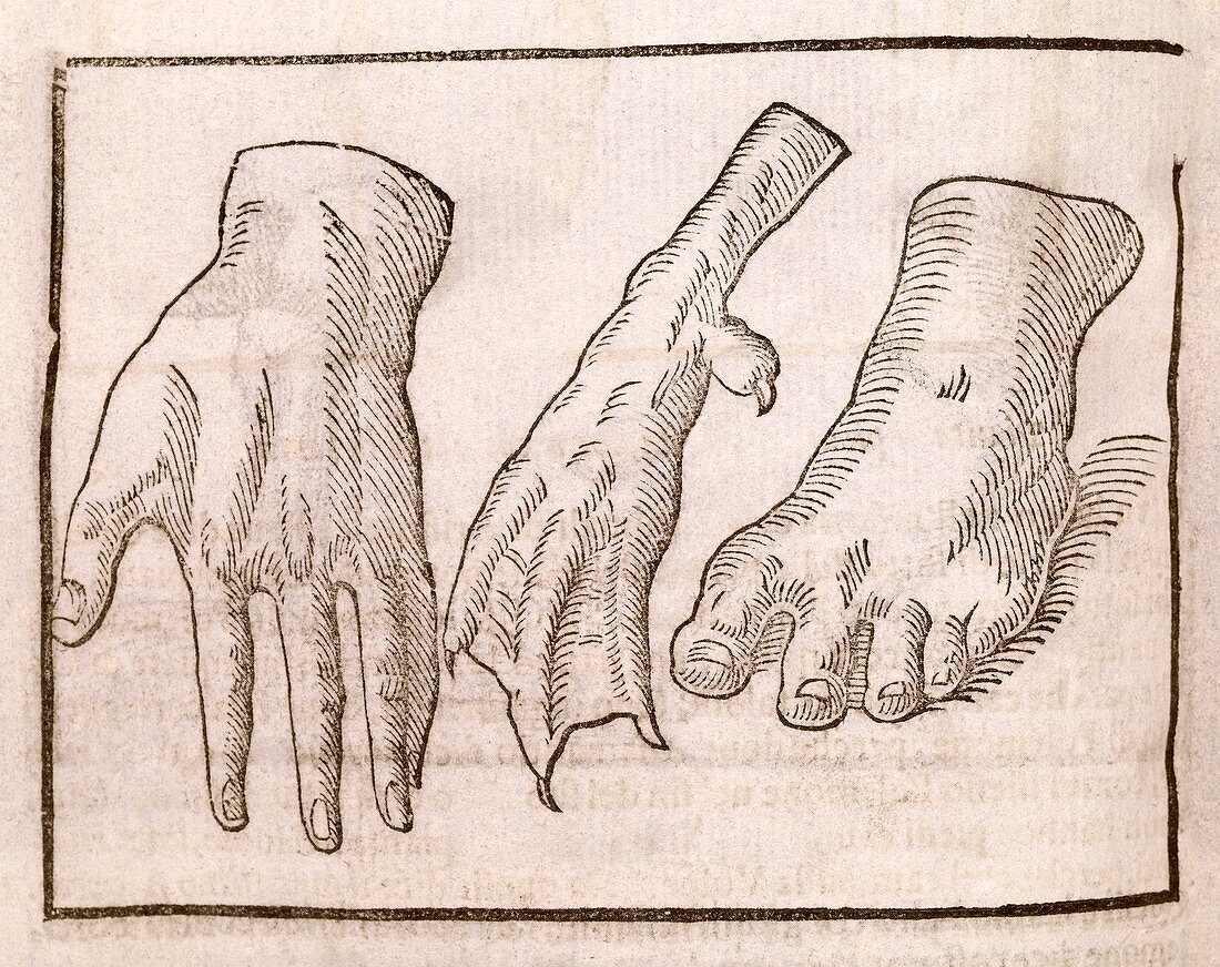 Human and bird appendages,17th century